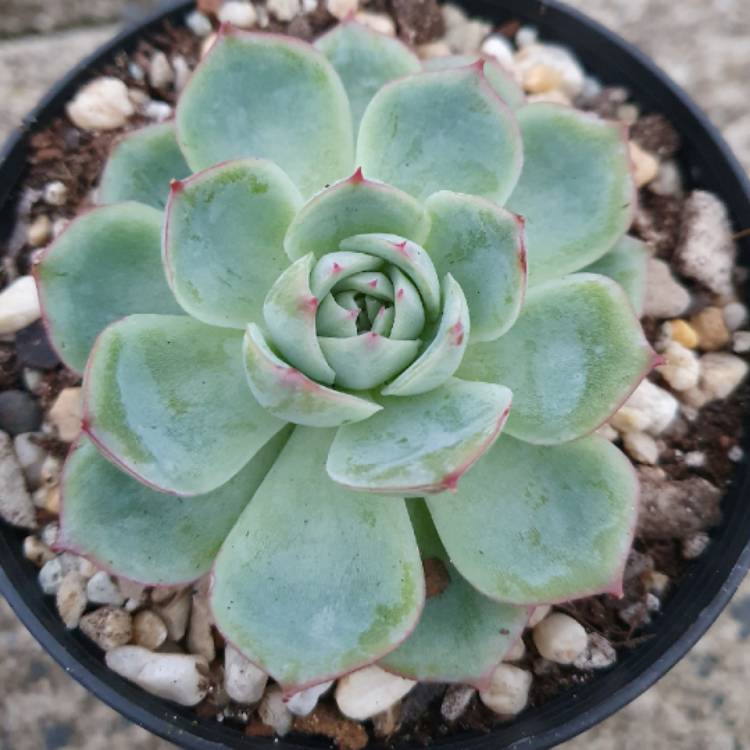 Plant image Echeveria Silhouette