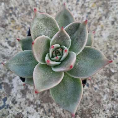 Echeveria Agavoides Jade Star