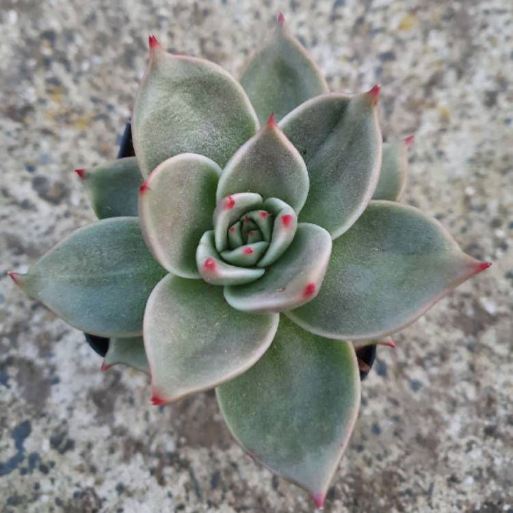 Plant image Echeveria Agavoides Jade Star