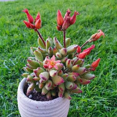 Cotyledon tomentosa subsp. ladysmithensis