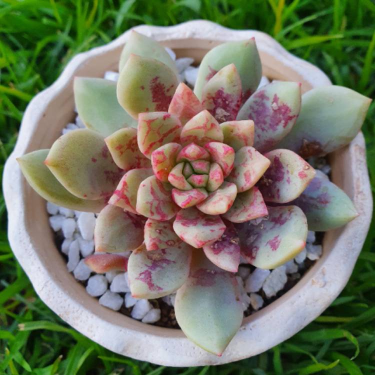 Plant image Echeveria Jelly Jam