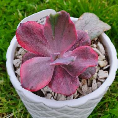 Echeveria Angel Wings variegated