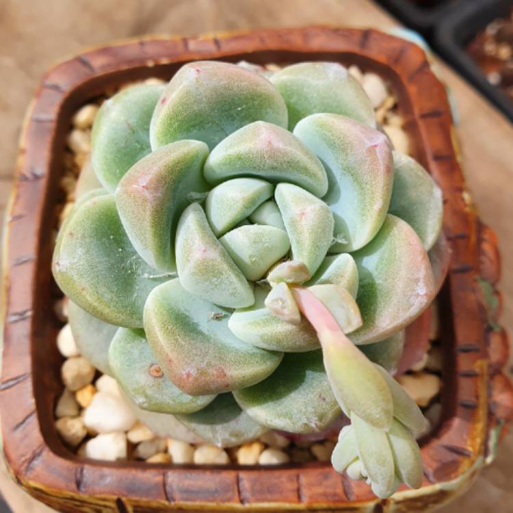 plant image 1401153