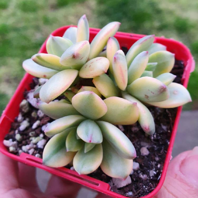 Plant image Echeveria Minibelle Verigated 