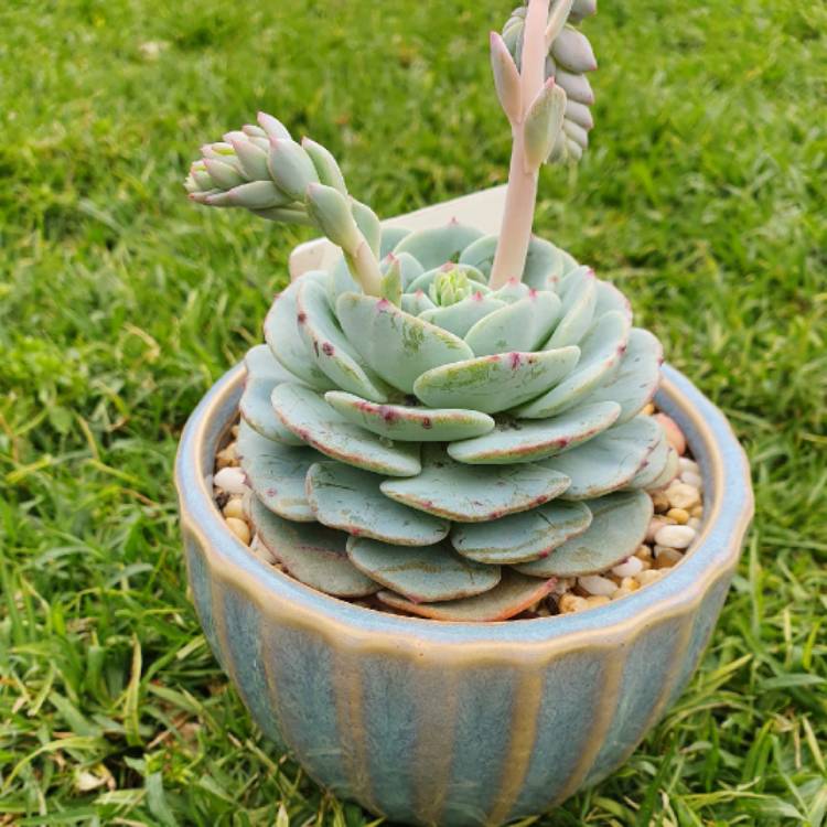 Plant image Echeveria Laui x Atlantis