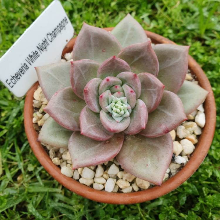 Plant image Echeveria Baekya