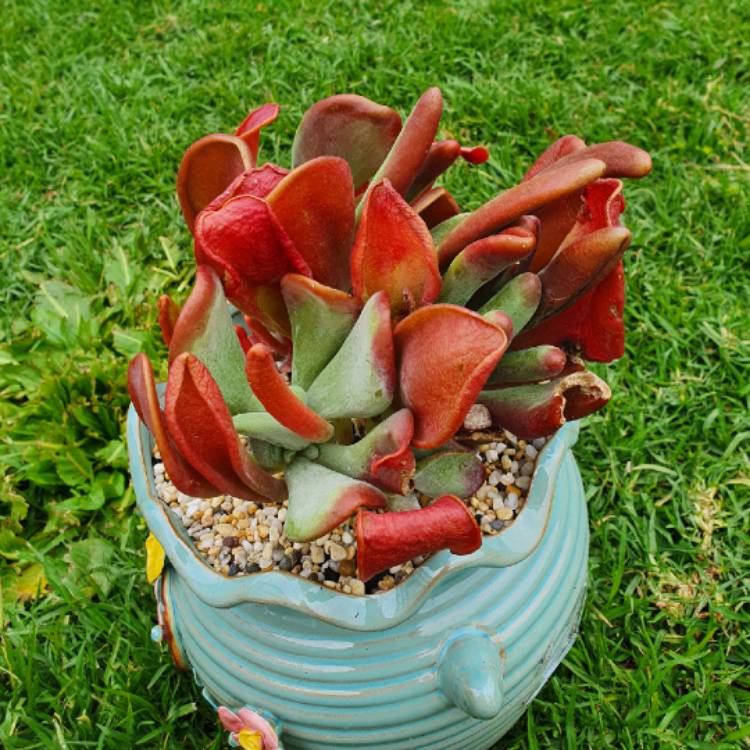 Plant image Kalanchoe Oricula