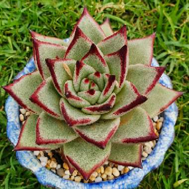 Echeveria Agavoides Ebony