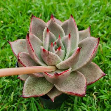 Echeveria Agavoides Jade Star