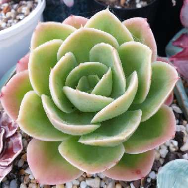 Echeveria Lemon And Lime