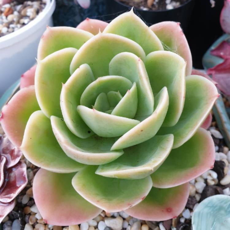 Plant image Echeveria Lemon And Lime