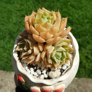 xGraptoveria Margarete Reppin