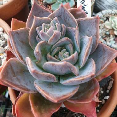 Echeveria Rochelle 