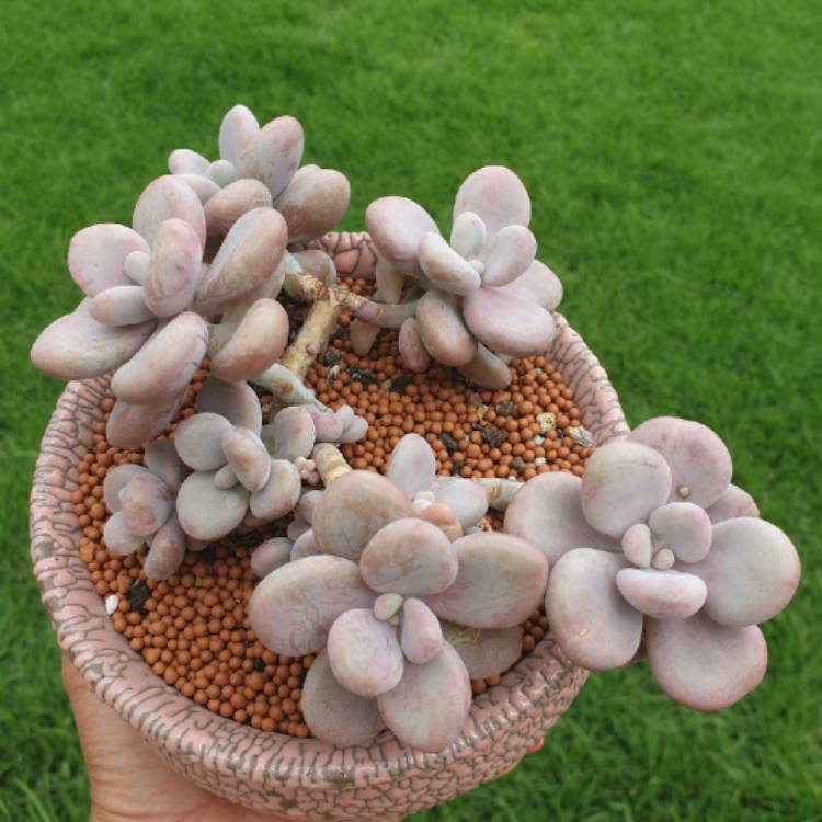 Plant image Graptopetalum Amethystinum