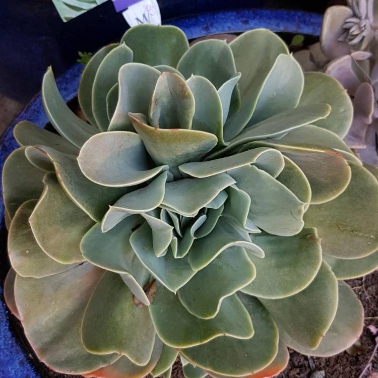 Plant image Echeveria Bladerunner