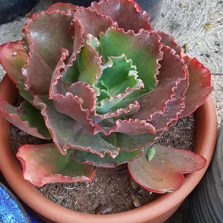 Plant image Echeveria Mauna Loa Pink Form