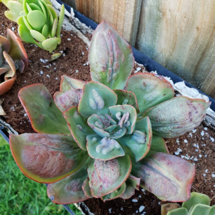 Plant image Echeveria Sea Dragon