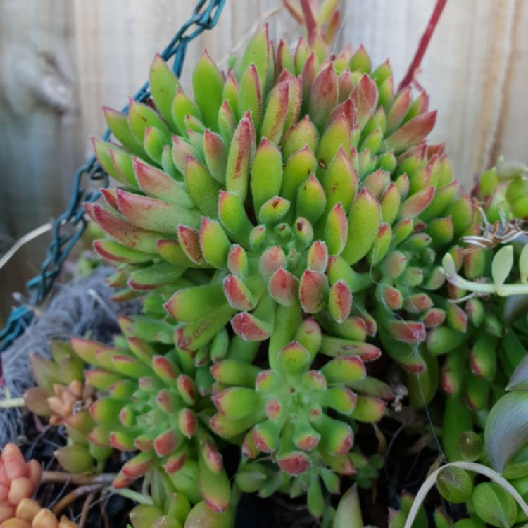 Plant image Echeveria Spruce Oliver