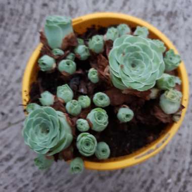 Aeonium Aureum