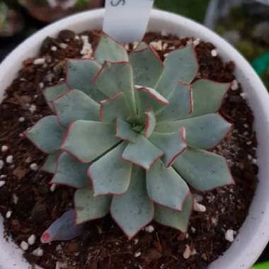 Echeveria Strictiflora var. Nova