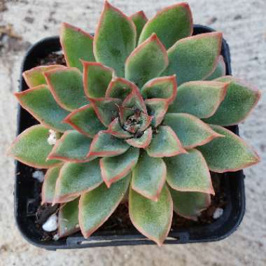 Echeveria Sagitta