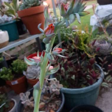 Echeveria Subrigida