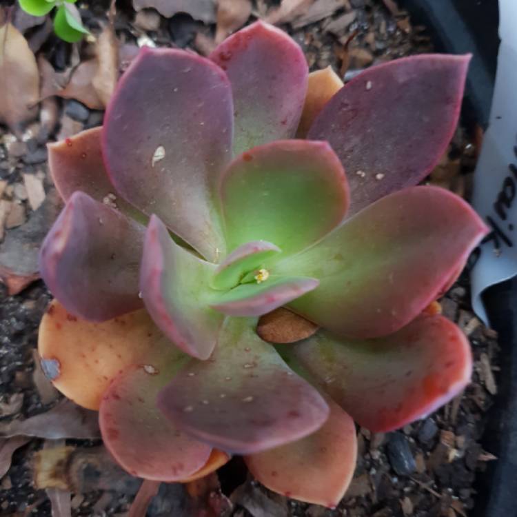 Plant image Echeveria Hanaikada