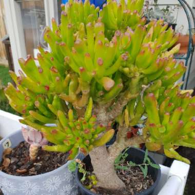 Crassula ovata 'Gollum'