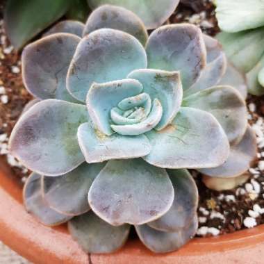 Echeveria Bambino