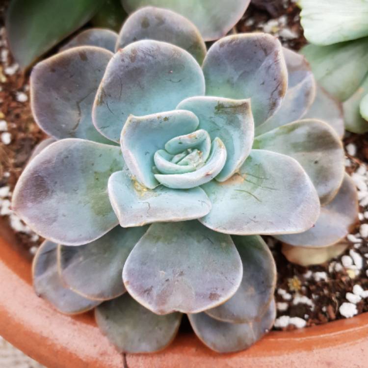 Plant image Echeveria Bambino