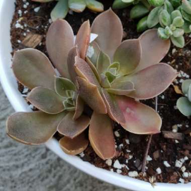 Echeveria Rosularis