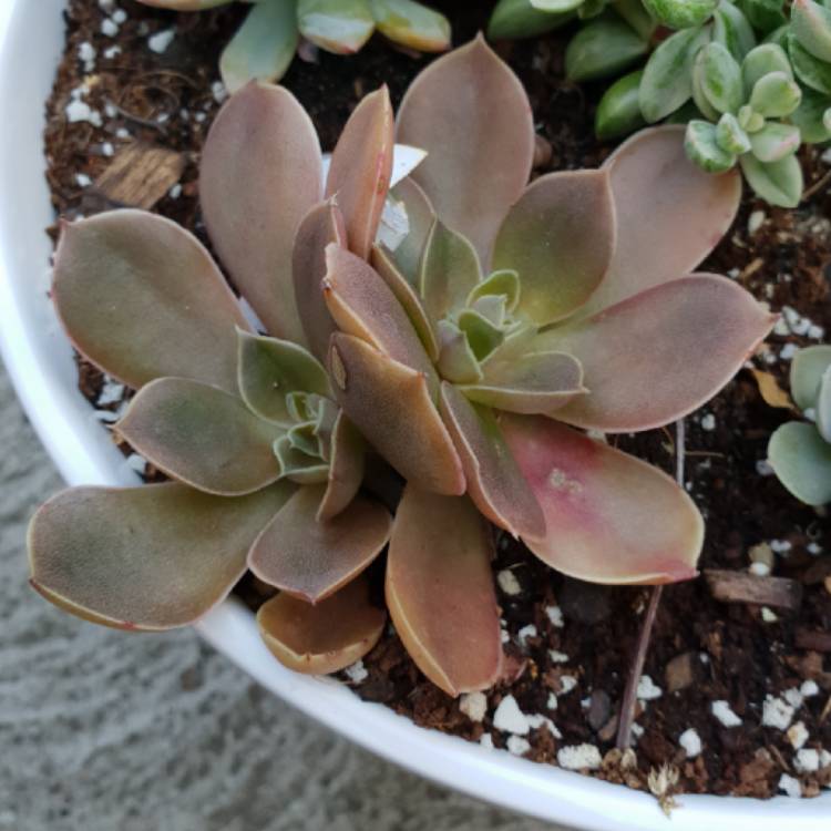 Plant image Echeveria Rosularis