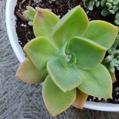 xGraptoveria David Cumming