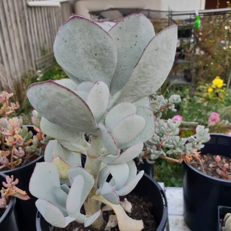 Plant image Cotyledon Orbiculata 'Silver Peak'