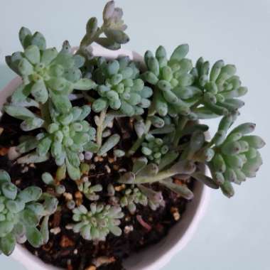 Graptopetalum Pachyphyllum