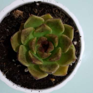 Echeveria Black Rose