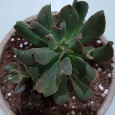 Echeveria Dark Hawk