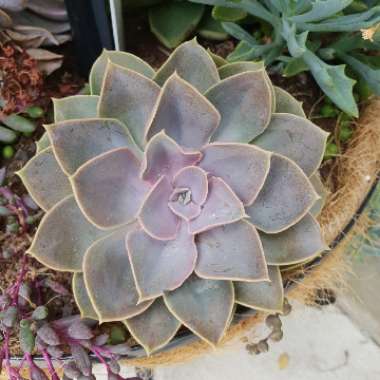 Echeveria Green Pearl