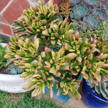 Crassula ovata 'Red Coral'