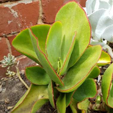 Cotyledon orbiculata var. oblonga 'Macrantha'