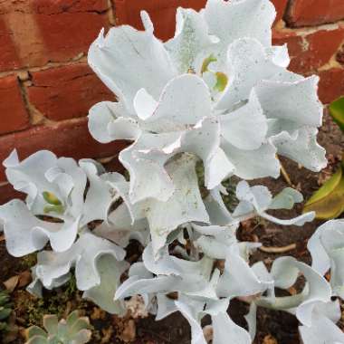 Cotyledon orbiculata 'Silver Waves'