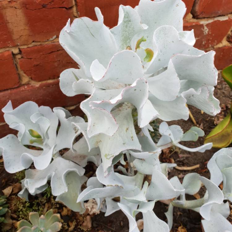 Plant image Cotyledon orbiculata 'Silver Waves'