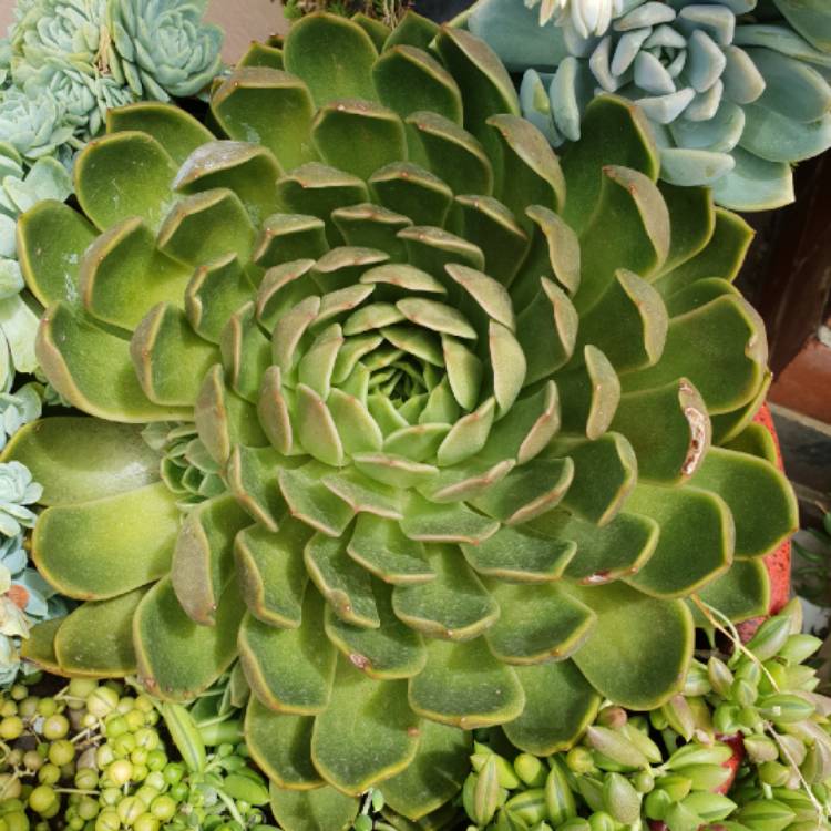 Plant image Echeveria Mira