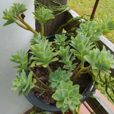 Sedum Palmerii