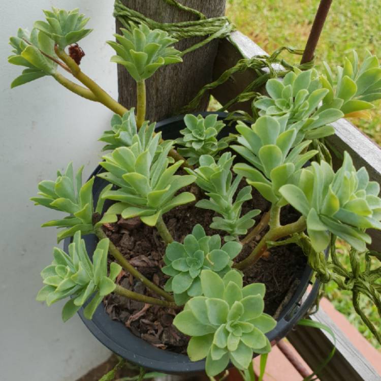 Plant image Sedum Palmerii