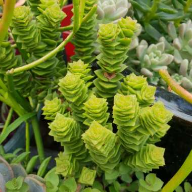 Crassula 'Green Pagoda'