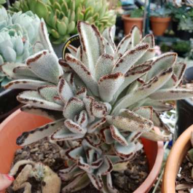 Kalanchoe tomentosa