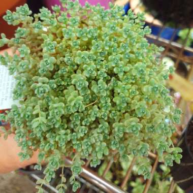 Sedum Brevifolium