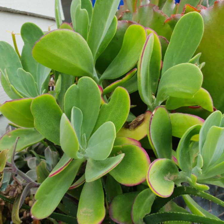 Plant image Senecio 'Purple Passion'