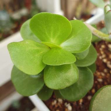 Portulaca Molokiniensis 